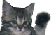 Stell dir vor, hier w&auml;re eine niedliche Katze. Ist sie nicht s&uuml;&szlig;?